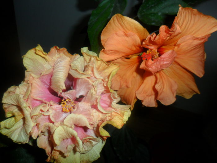 SAM_4858 - hibiscusi 2015-2