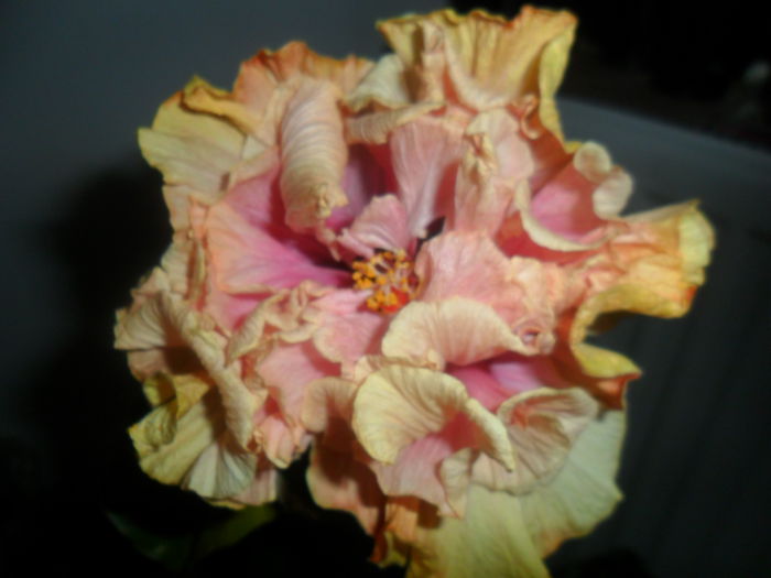 SAM_4859 - hibiscusi 2015-2