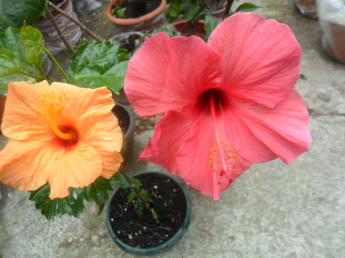 SAM_4874 - hibiscusi 2015-2