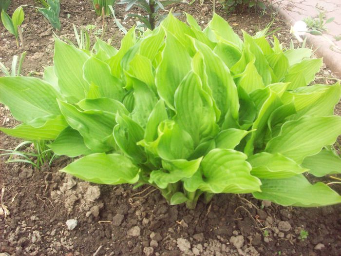 Hosta 1; 1 bulb 7 ron
