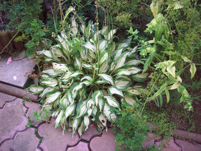 Hosta 2 la maturitate - Crini Hosta de vanzare