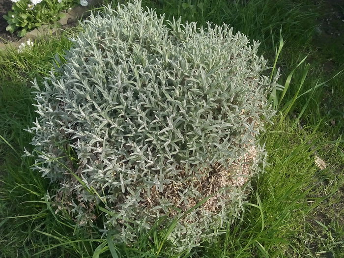 cerastium tomentosum - 2015 Flori in  gradina