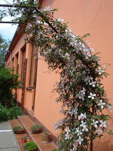 flori la inceput de mai (1)