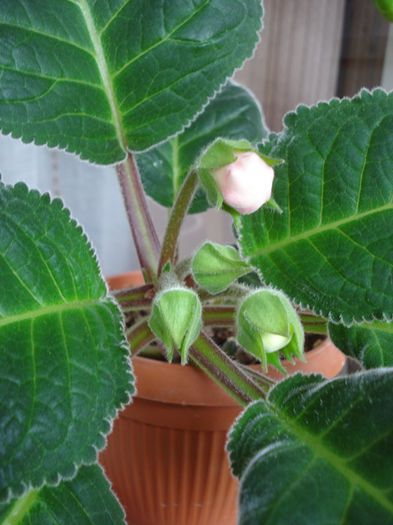 imbobocite (4) - b 2015 - in interior