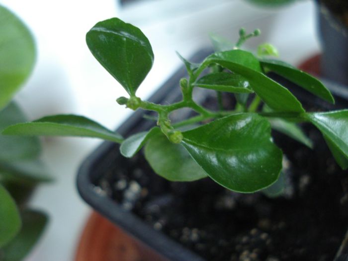 imbobocite (5) - b 2015 - in interior