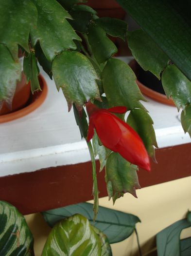 imbobocite (7) - b 2015 - in interior