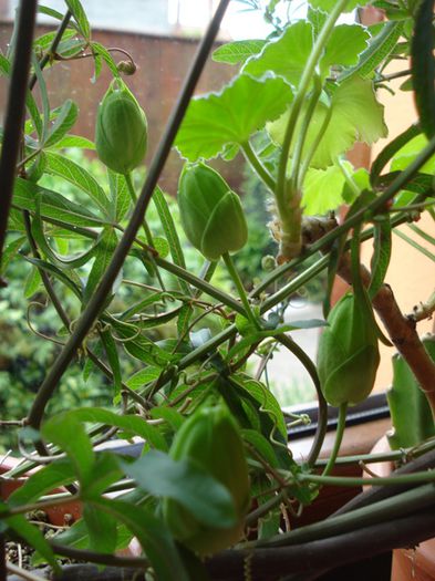 imbobocite (8) - b 2015 - in interior