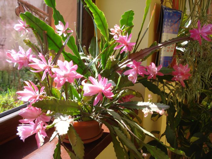 spectacol in roz (1) - b 2015 - in interior