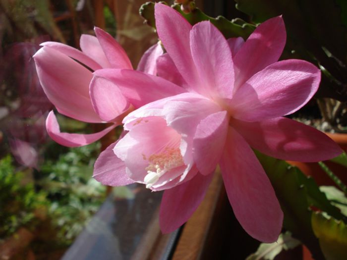 spectacol in roz (4) - b 2015 - in interior