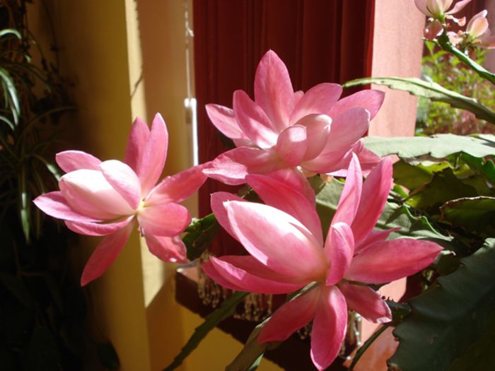 spectacol in roz (10) - epiphyllum