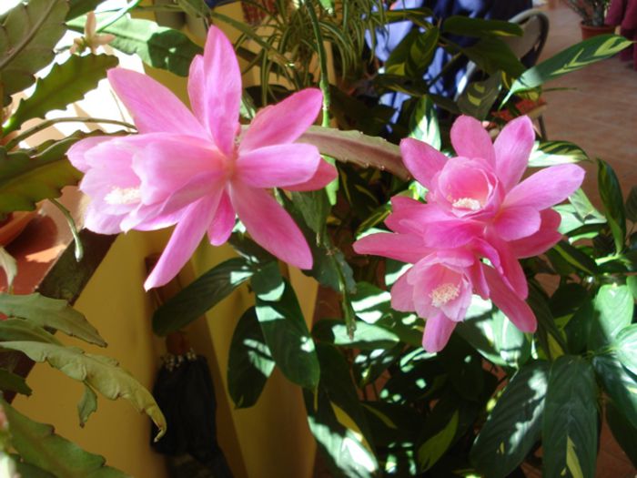 spectacol in roz (11) - epiphyllum