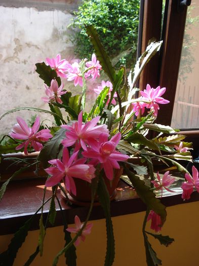 spectacol in roz (12) - epiphyllum