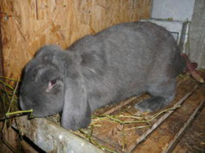 Femela culoarea: Albastra_A (2015) - arhiva matca-berbeci