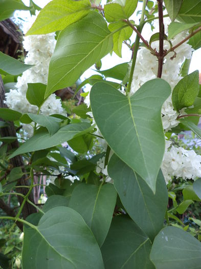 DSC03598 - ANUL 2015