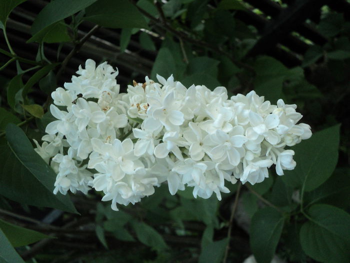 DSC06483 - Gradina