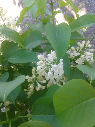 20150425_170639 - Gradina