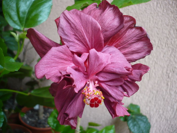 04.05.2015 - HIBISCUSI 2015-1