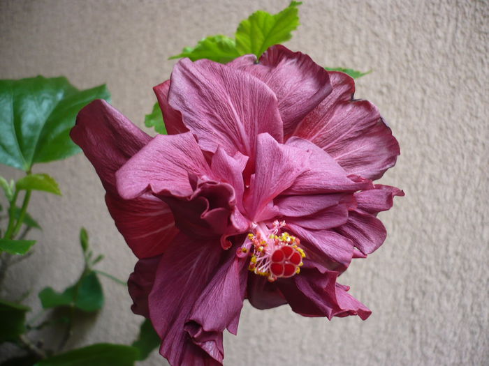 Wild Blueberry - HIBISCUSI 2015-1