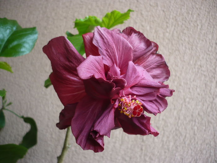 P1210942 - HIBISCUSI 2015-1