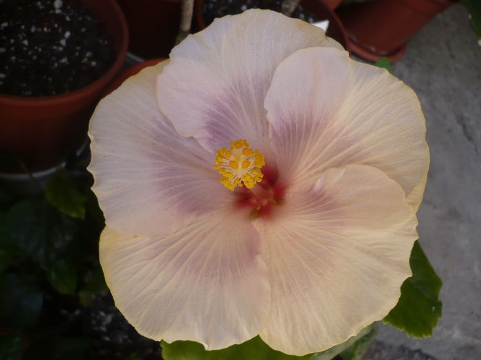 Persian Princess - HIBISCUSI 2015-1