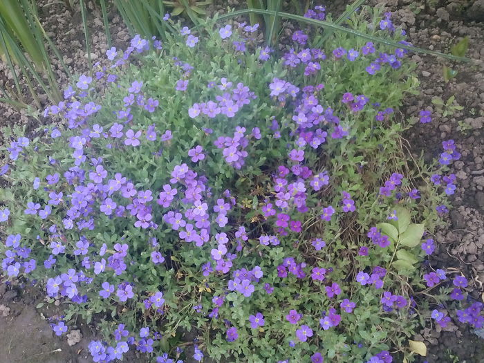 IMG_20150504_170714 - 2015 Flori in  gradina