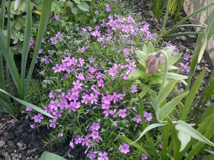 phlox sabulata - 2015 Flori in  gradina