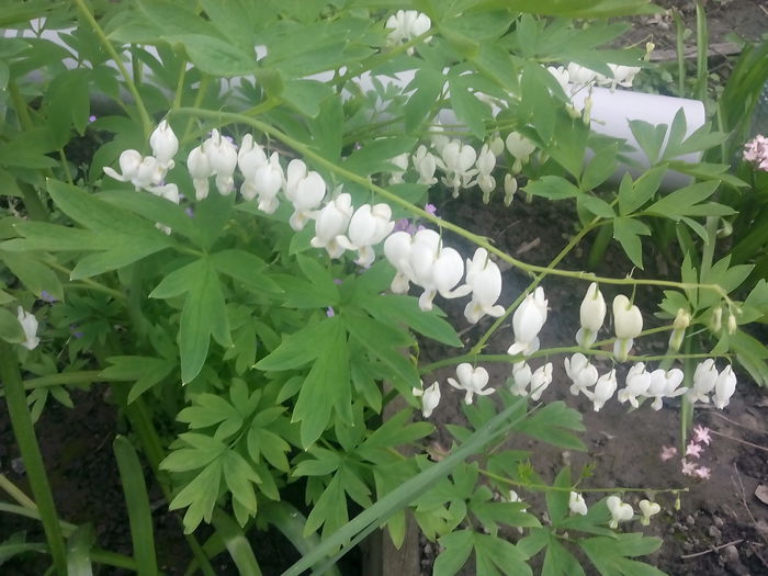 IMG_20150504_170655 - 2015 Flori in  gradina