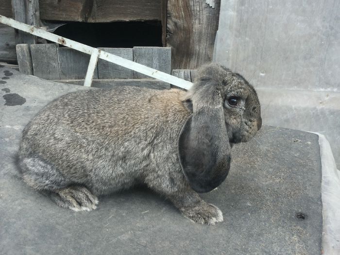 20150504_201730 - 1 Femela Ro 14-1506 Pt 2016