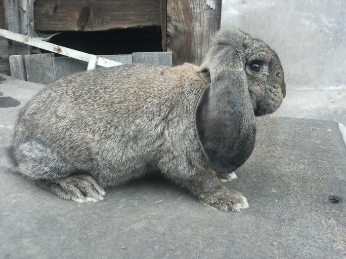 20150504_201735 - 1 Femela Ro 14-1506 Pt 2016