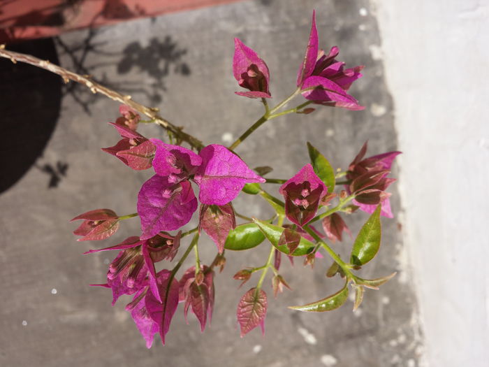 6 - Bougainvillea - 2015