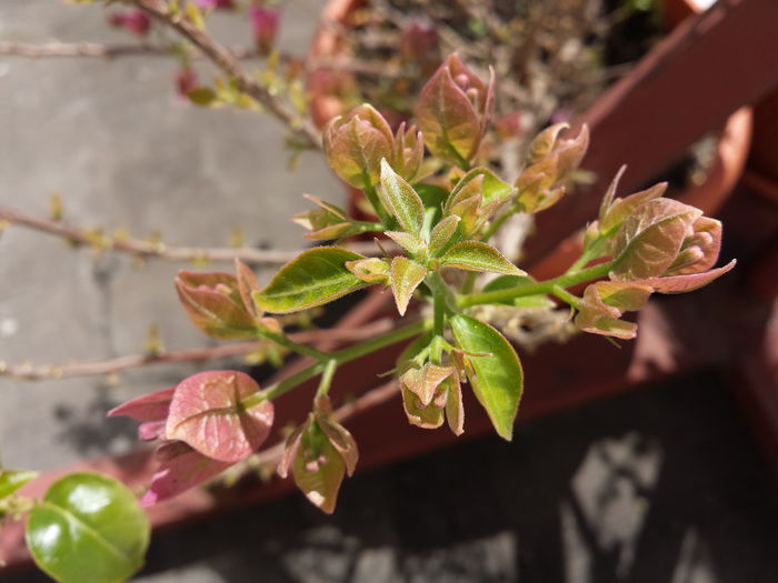 8 - Bougainvillea - 2015