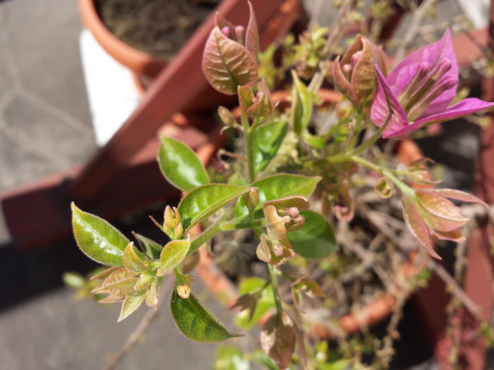 9 - Bougainvillea - 2015