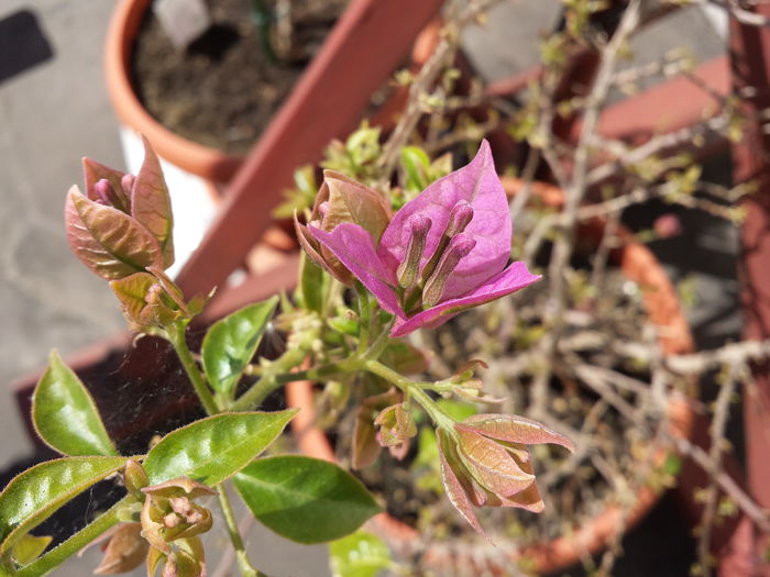 10 - Bougainvillea - 2015