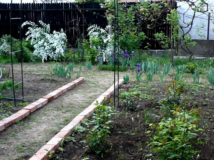 P1200049 - Gradina rozelor Aprilie 2015