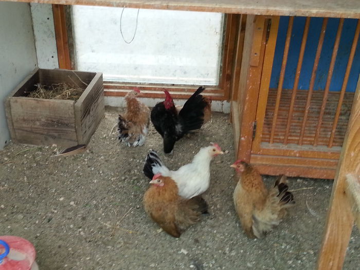 2015-05-02 14.32.18 - 1--serama