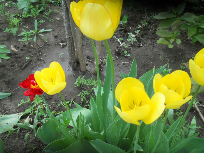 DSCN9356 - Gradina flori 2015