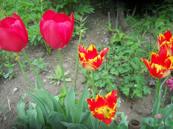 DSCN9357 - Gradina flori 2015