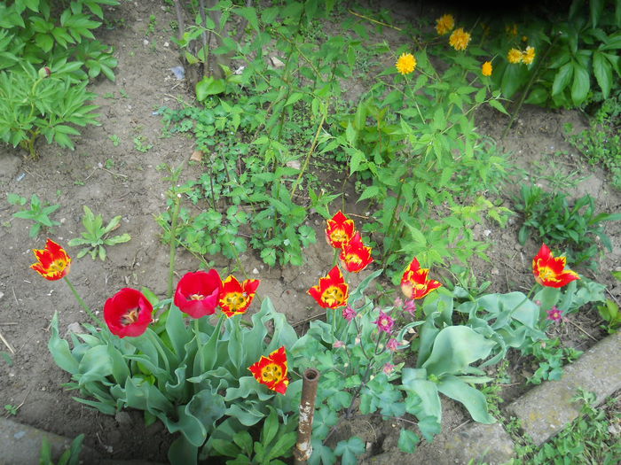 DSCN9360 - Gradina flori 2015