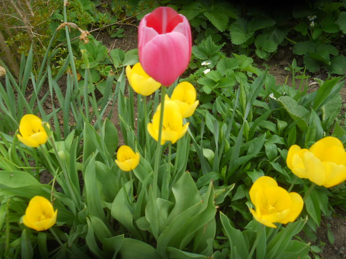 DSCN9366 - Gradina flori 2015