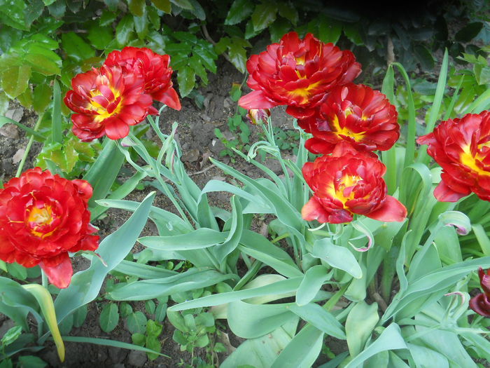 DSCN9367 - Gradina flori 2015