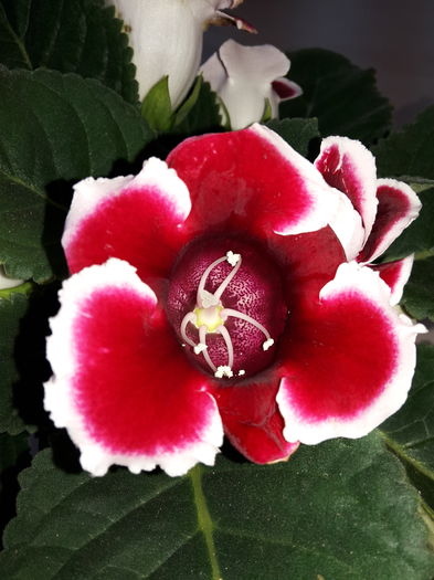 Kaiser Friedrich - Gloxinii 2015