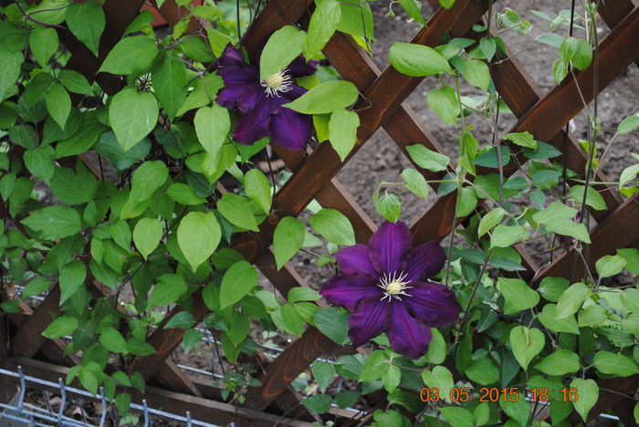 DSC_0206 - Clematis