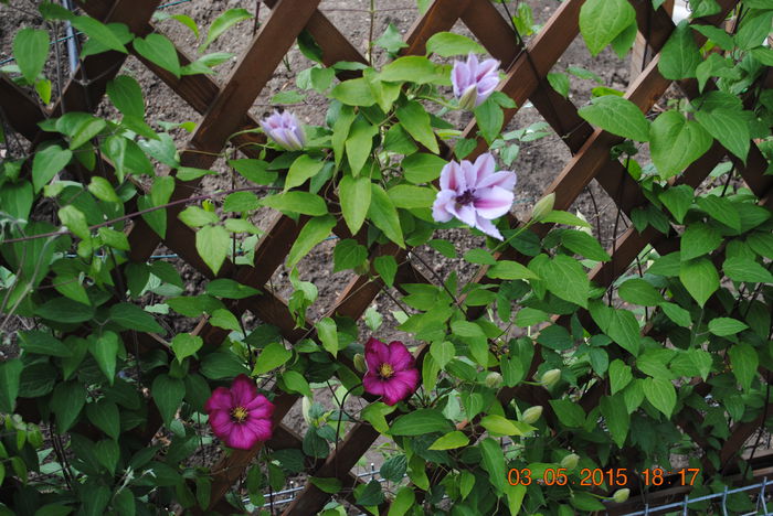 DSC_0207 - Clematis