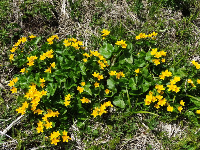 DSC00269 - Plante in natura