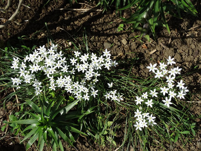 DSC00388 - Plante in gradina 2015