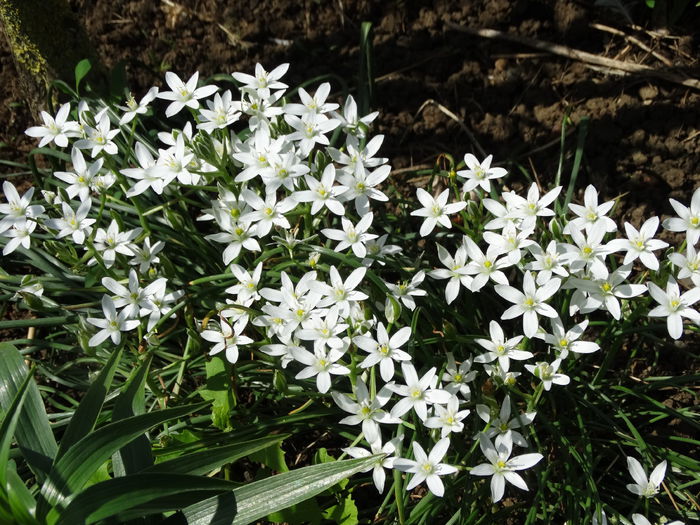 DSC00389 - Plante in gradina 2015