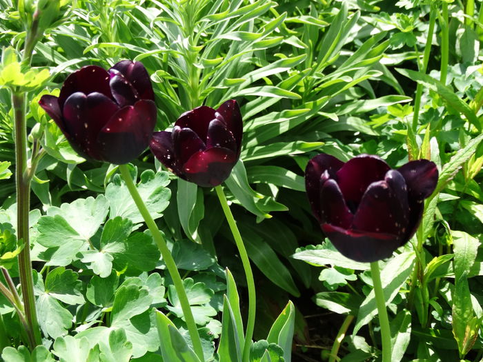 DSC00395 - Plante in gradina 2015
