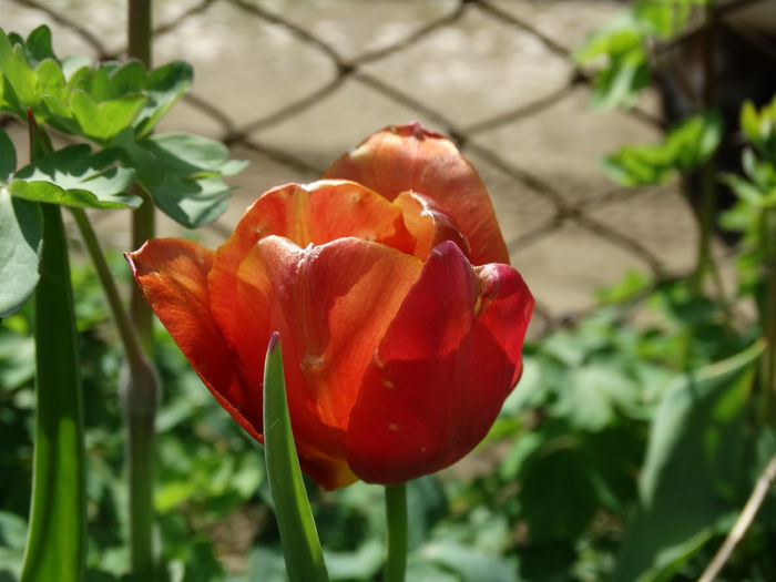 DSC00393 - Plante in gradina 2015