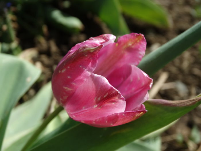 DSC00396 - Plante in gradina 2015