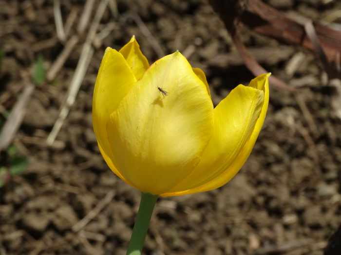 DSC00406 - Plante in gradina 2015
